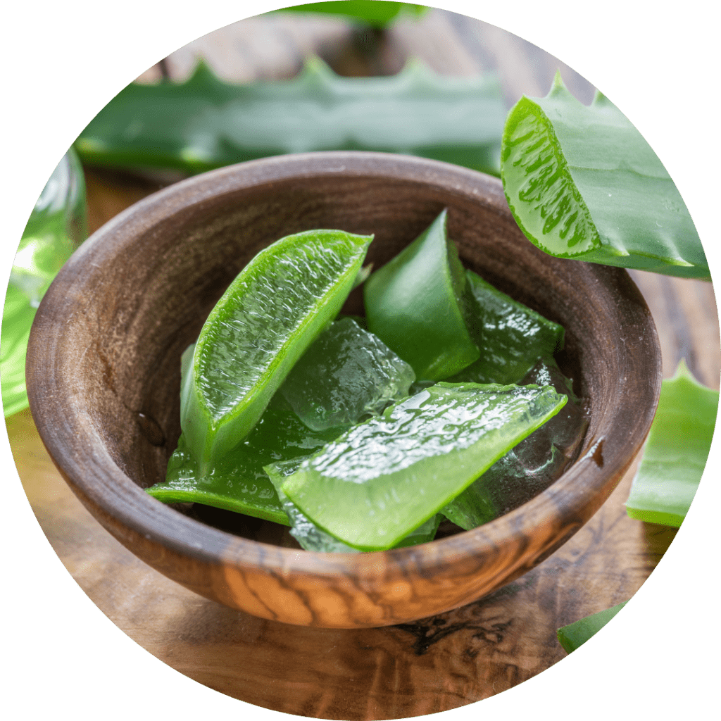 aloe-vera-bienfaits-produits-le-mans