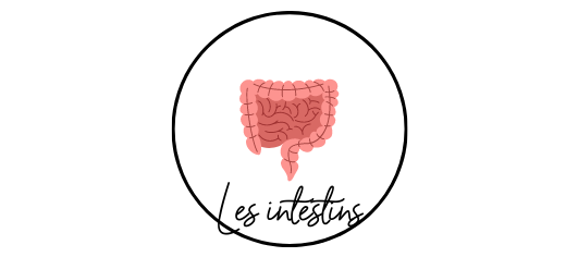 organe-humain-emonctoires-hygiène-de-vie